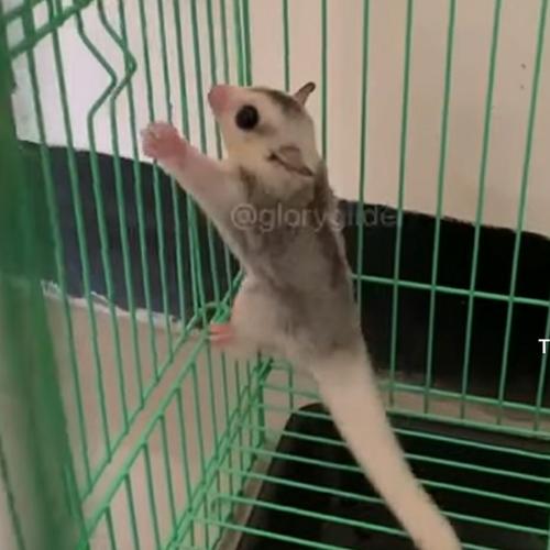 Promo Sugar Glider Mozaik Marble Kab. Bandung Glory Shop Bandung