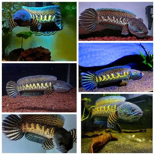 Jual Ikan Channa Auranti - Chana Auranti Full Color Top Grade - Kota
