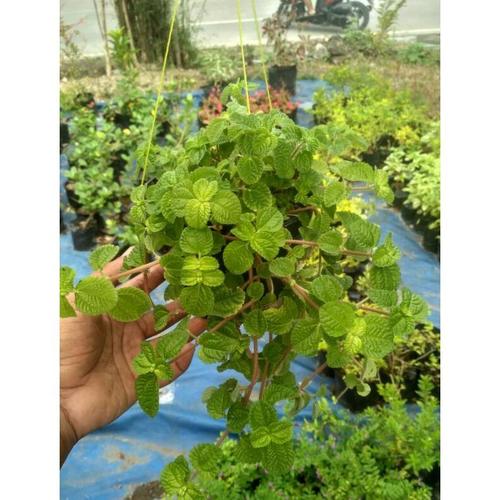 Jual Tanaman Gantung Creeping Charlie / Mint Imitasi / Pilea Jakarta