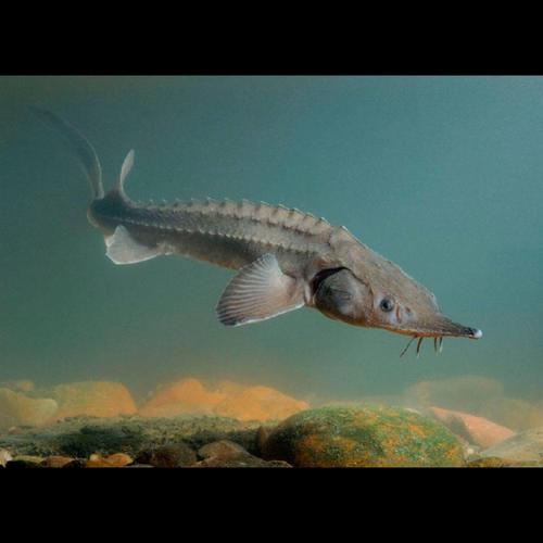 Acipenser Jual Ikan Acipenser Beluga Sturgeon - Jakarta Timur - Aquagraha Store ...