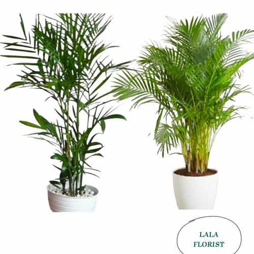 Jual paket tanaman palem + pot putih / palem komodoria / palem kuning ...