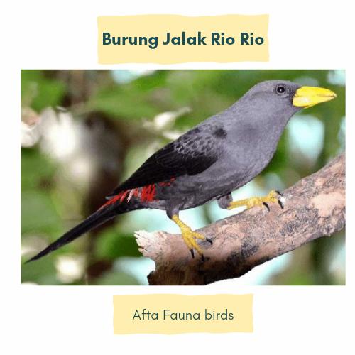 Jual Burung jalak rio rio - Jakarta Timur - afta fauna | Tokopedia
