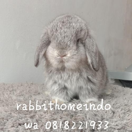 Tips Agar Anakan Holland Lop Tumbuh Sehat dan Bahagia