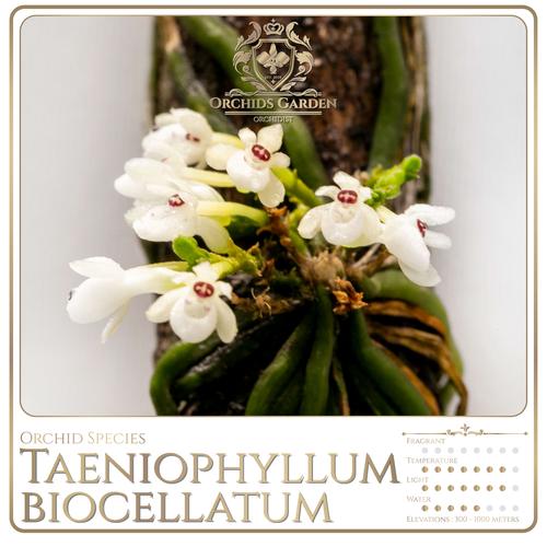 Taeniophyllum biocellatum 6 双眼のクモラン 原種洋蘭 野生ラン Taeniophyllum biocellatum - Wikimedia Commons