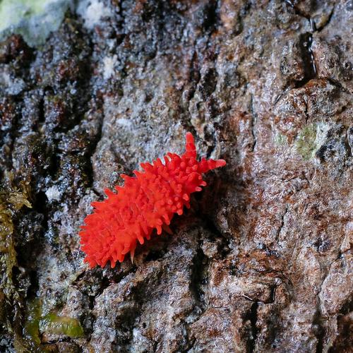 Jual Red Springtail ( terrarium , vivarium ) - Kab. Tegal - Springtail