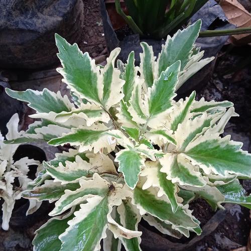 Gambar bunga cocor bebek variegata dari Angphotorion Kab. Jember Tokopedia