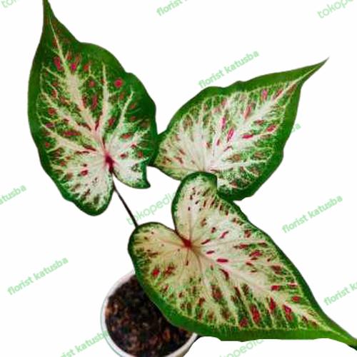 Tanaman Roudis Color Jual tanaman hias daun berwarna tanaman caladium keladi red star - Kab ...