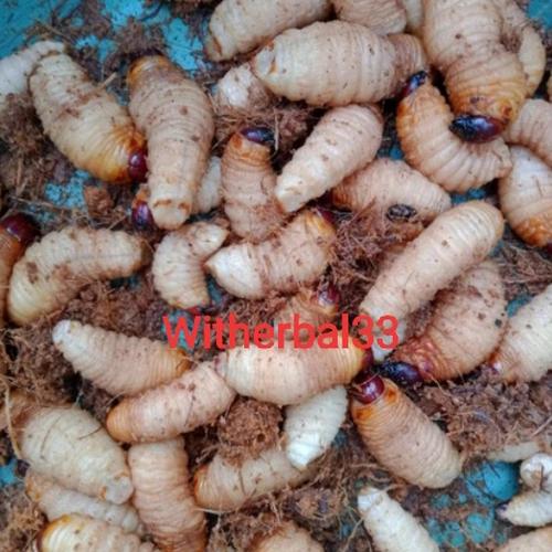 Jual Ulat Sagu Online: Peluang Bisnis Menjanjikan di Era Digital