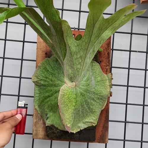 P.superbum dwarf (sporing)