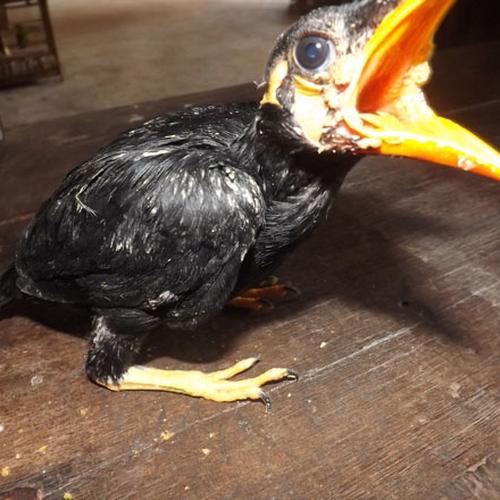 Harga Burung Beo Jual burung beo lolohan anakan - Jakarta Timur - riashopp-2 | Tokopedia
