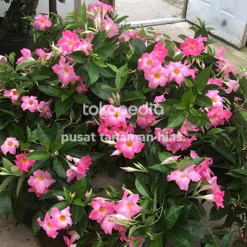 Jual tanaman Hias mandevilla bunga pink - tanaman rambat mandevilla ...