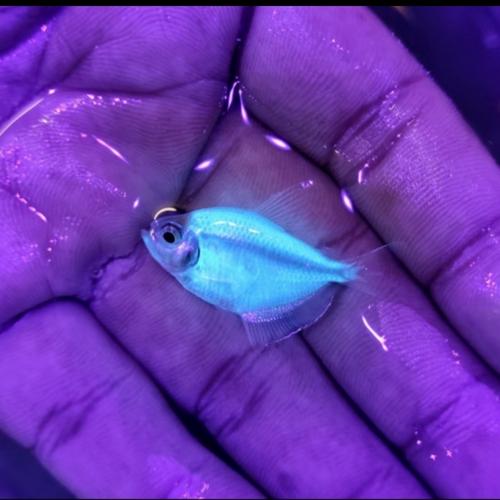 siamese algae eater petsmart