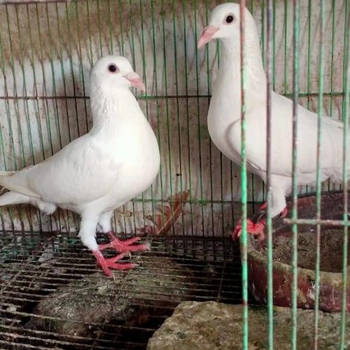 Jual Merpati pos putih import dari jepang sepasang siap ternak - Kab ...