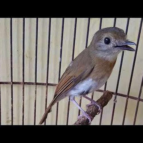 Jual Burung Srdc Istimewa Jakarta Timur Riashopp 2 Tokopedia