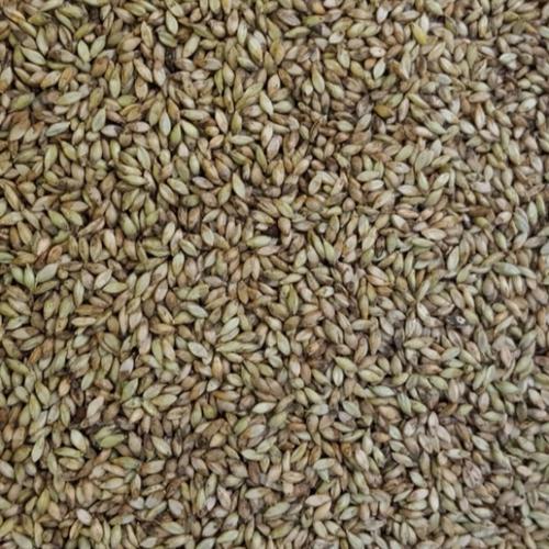 Jual Brachiaria Humidicola / Decumbens /Hybrid / Penghijauan / Pakan