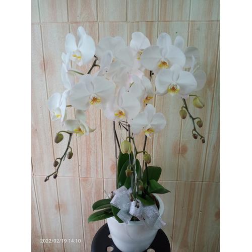 Gambar ANGGREK BULAN | ANGGREK HIDUP | ANGGREK BULAN MEKAR | ANGGREK POT dari Florist Trully Jakarta Selatan Tokopedia