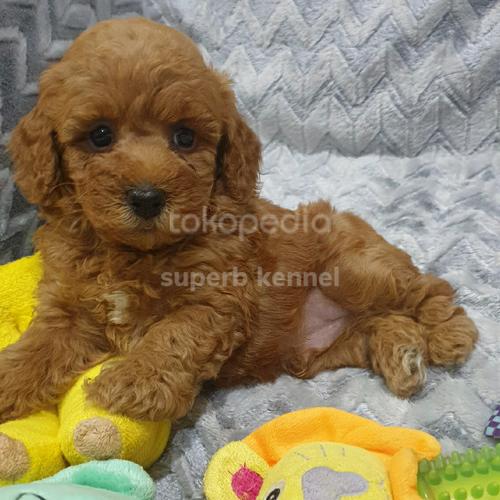 Jual RED TOY POODLE \