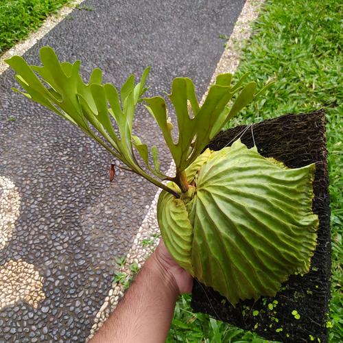 Jual Platycerium Ridleyi Tanduk Rusa Kab Gianyar Richdad Clothing Tokopedia