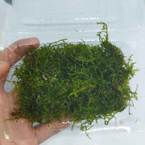 Jual Java Moss full air (tanaman Aquascape low co2) porsi mika Kab