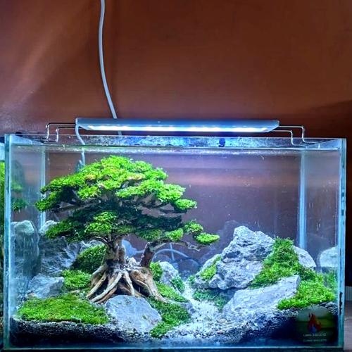 Jual aquascape full set bonsai 40 cm Kota Tangerang Selatan Libra