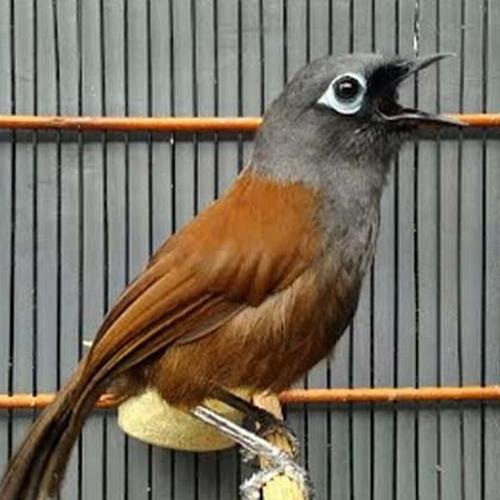 Promo burung poksay mantel istimewa - Jakarta Timur - riashopp-2 | Tokopedia