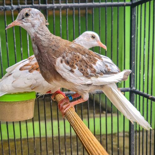 Jual derkuku tekukur warna leopard,back spot,RWS,cream,blorok DLL - Kab. Sukoharjo - kacha bird shop | Tokopedia