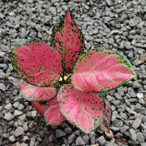 Ruby Hr Net Rimbun Jual Aglonema Sexy Ruby Rimbun Cantik - Kota Tangerang Selatan - Toko ...
