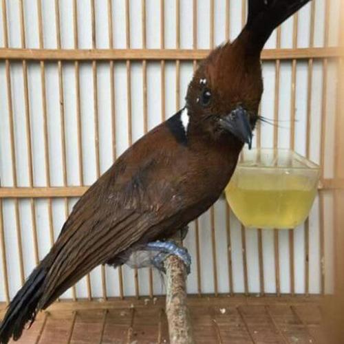 Burung Cililin Jual burung cililin coklat rawatan - Jakarta Timur - fauna jaya | Tokopedia