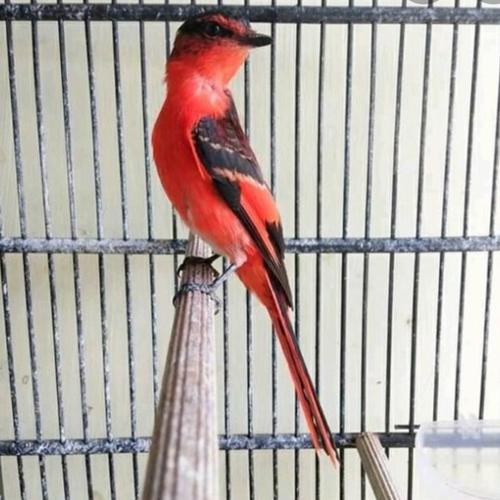 Jual burung mantenan sepah besar jantan - Jakarta Timur - fauna jaya | Tokopedia