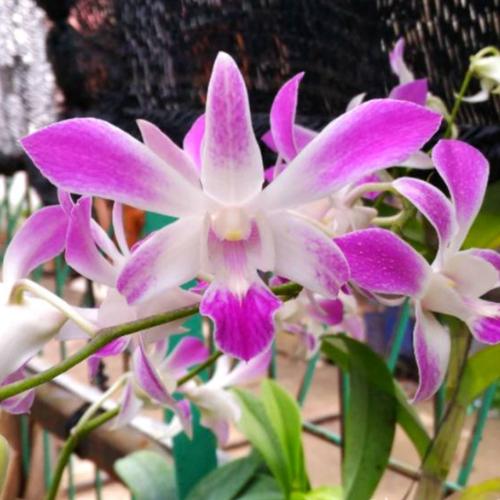 Jual Dendrobium Caesar DEWASA - Kota Depok - Sandi Orchid Garden ...