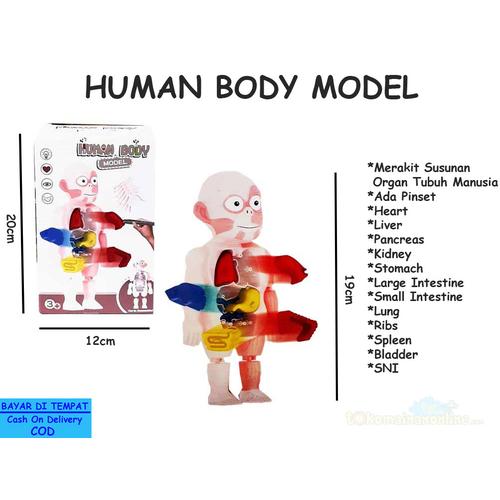 Gambar MAINAN EDUKASI ORGAN TUBUH MANUSIA HUMAN BODY MODEL - W603 SCIENCE IPA dari D'Best Toys Jakarta Utara Tokopedia