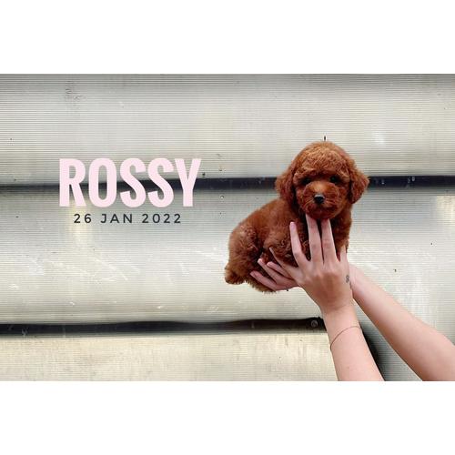 Jual Anjing Pudel Harga Red Poodle Jual Jual Red Poodle Kota