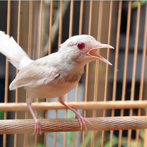Harga Burung Kutilang Jual burung kutilang putih albino langka istimewa - Jakarta Timur - riashopp-2 | Tokopedia