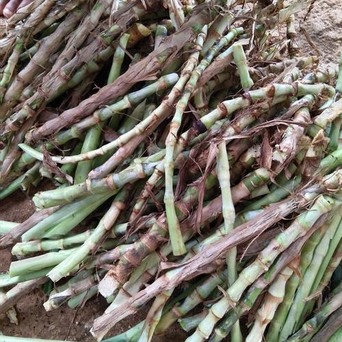 Jual bibit rumput odot murah perbatang - Kab. Pangandaran - Sinar ...