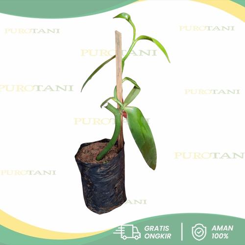 Gambar Bibit Vanili Panili Stek Vanilla Unggul dari Purotani.ID Kab. Purworejo Tokopedia