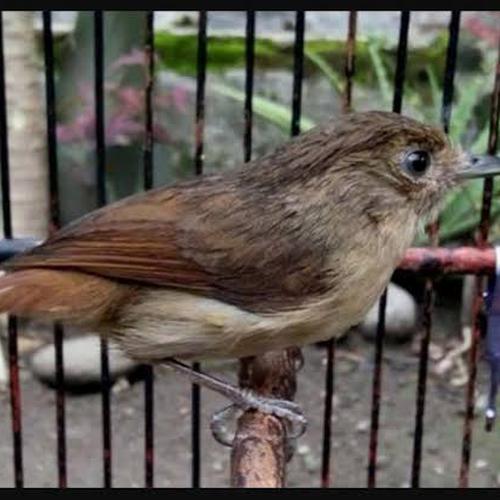 80+ Gambar Burung Flamboyan Gratis Terbaru