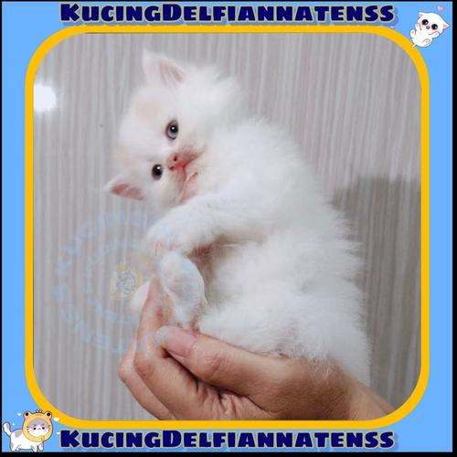 Baby Munchkin Kitten Price Munchkin Persian Cat For Sale Jual