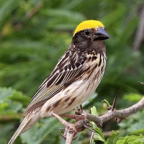 Harga Burung Manyar Jual burung manyar pala emas Promo - Jakarta Timur - riashopp-2 | Tokopedia