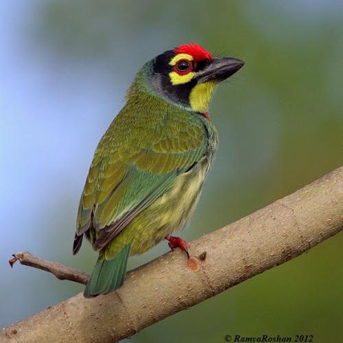 Update Daftar Harga Burung Takur Terbaru 2023 Jual burung ungkut ungkut aviary - Jakarta Timur - riashopp-2 | Tokopedia
