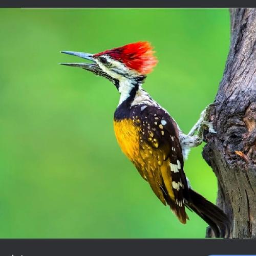 Jual burung pelatuk bawang jantan - Jakarta Timur - fauna jaya | Tokopedia