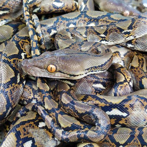 Anima Si Ular Python Jual baby ular python - Kota Surakarta - Reptile Hentai | Tokopedia