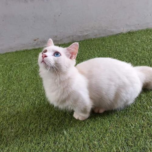 Jual kucing munchkin odd eyes - Kota Bandung - nOecolection | Tokopedia