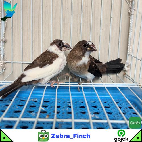 Jual Burung Emprit Surabaya Jual Burung Emprit Jepang Siapan Sepasang Siap Breeding Atau Ternak - Kota Bekasi - Zebra_Finch | Tokopedia
