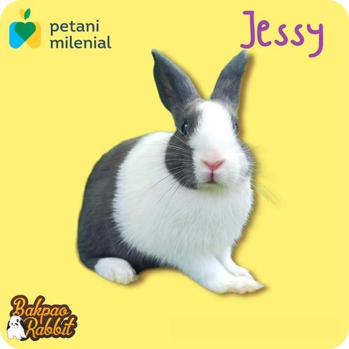 Gambar Kelinci Dutch Kualitas Super dari Bakpao Rabbit Kota Bekasi Tokopedia