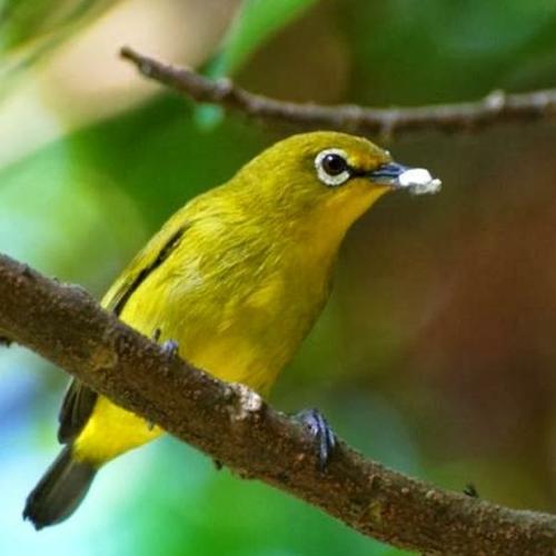 Jual burung pleci pacitan - Jakarta Timur - toko_burung_gacor_jkt | Tokopedia