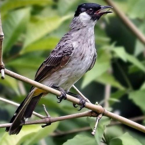 Harga Burung Kutilang Jual burung kutilang - Jakarta Timur - toko_burung_gacor_jkt | Tokopedia