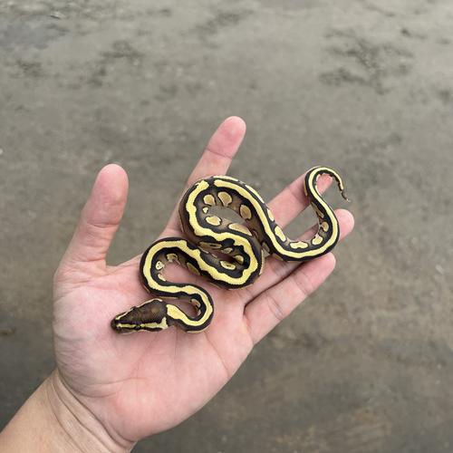 Jual ball python lesser specter male - Kab. Tangerang - ballpythonindo ...