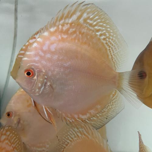 Jual Discus Marlboro Golden / Golden marlboro 3-4-4inch up - 4 inch up ...