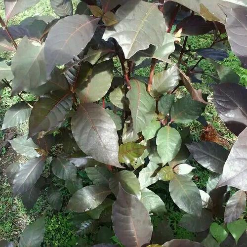 Handelem Jual tanaman handelem / kopi hitam atau daun ungu - Kab. Bandung ...