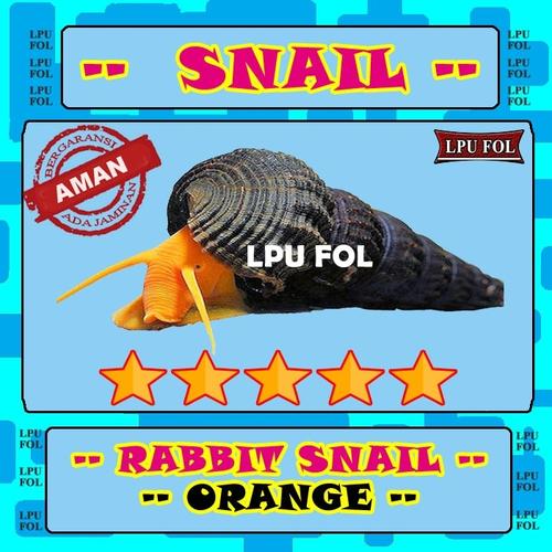 Jual Keong Rabbit Snail Orange - Orange Oren Rabbit Snail - Keong ...